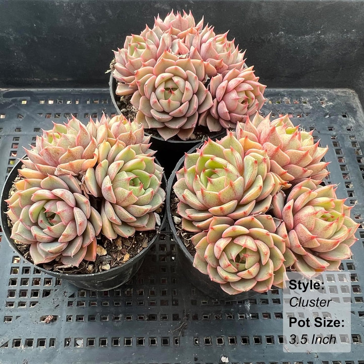 Echeveria Ben Badis Succulent - Futu With . . .