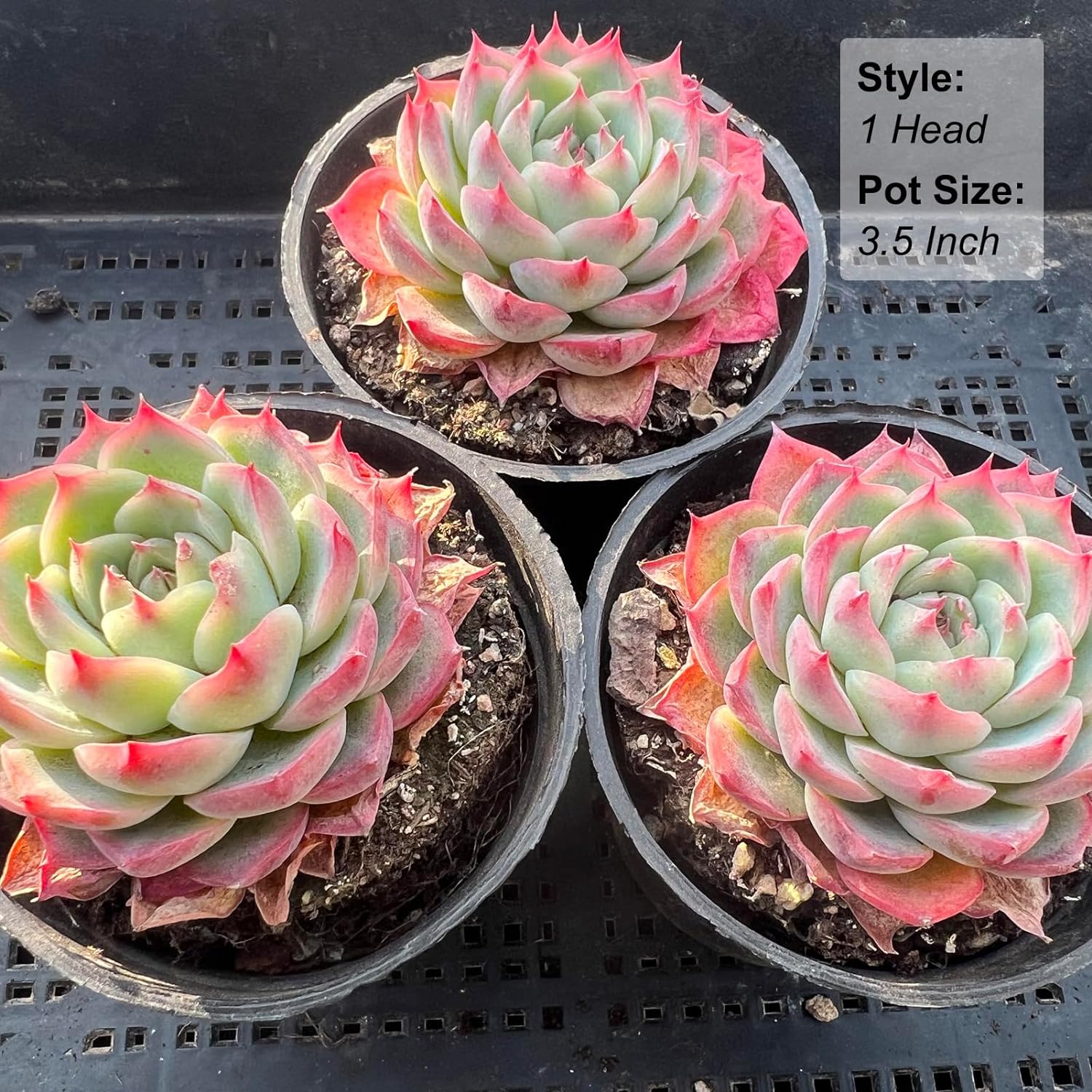 Echeveria Crystal Rose Succulent - Futu With . . .