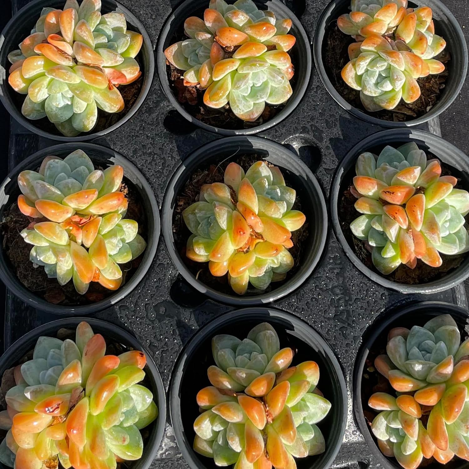 Echeveria Ice Green Succulent - Futu With . . .