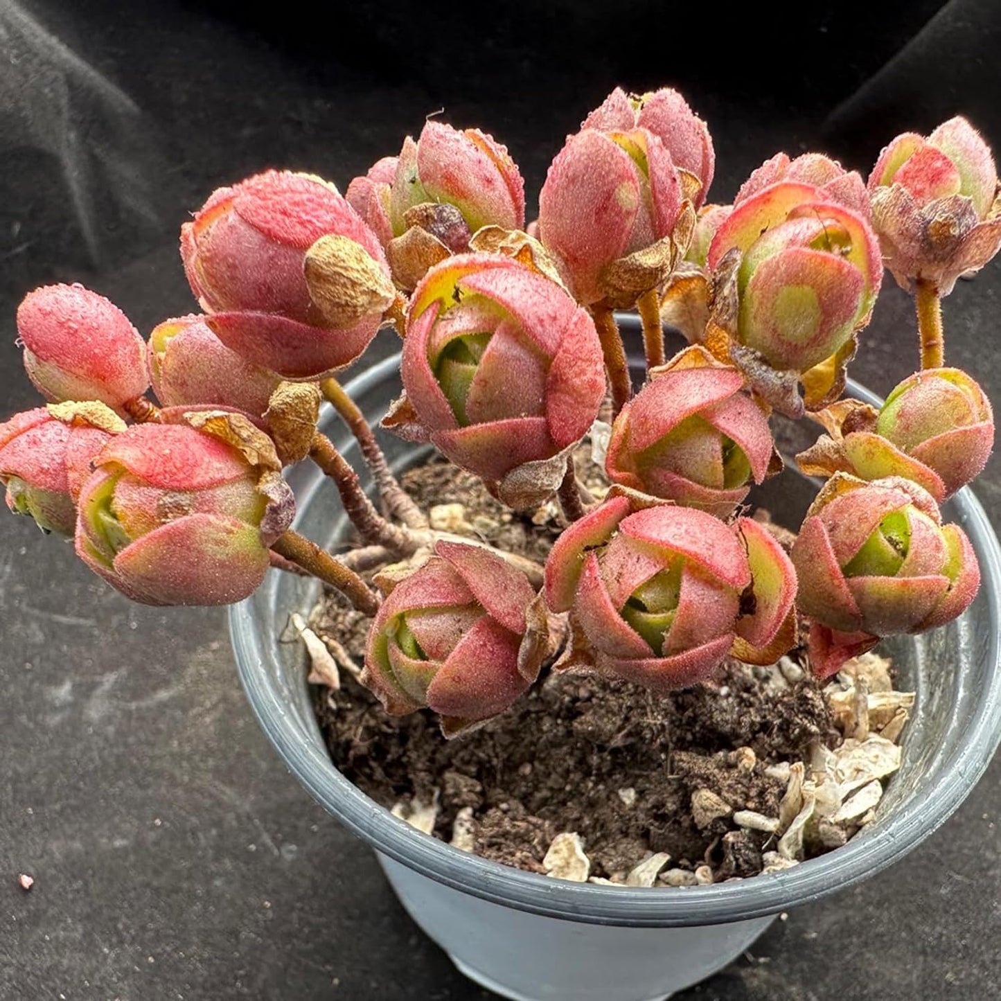 Aeonium Saundersii Pinheads Succulent - Futu With . . .