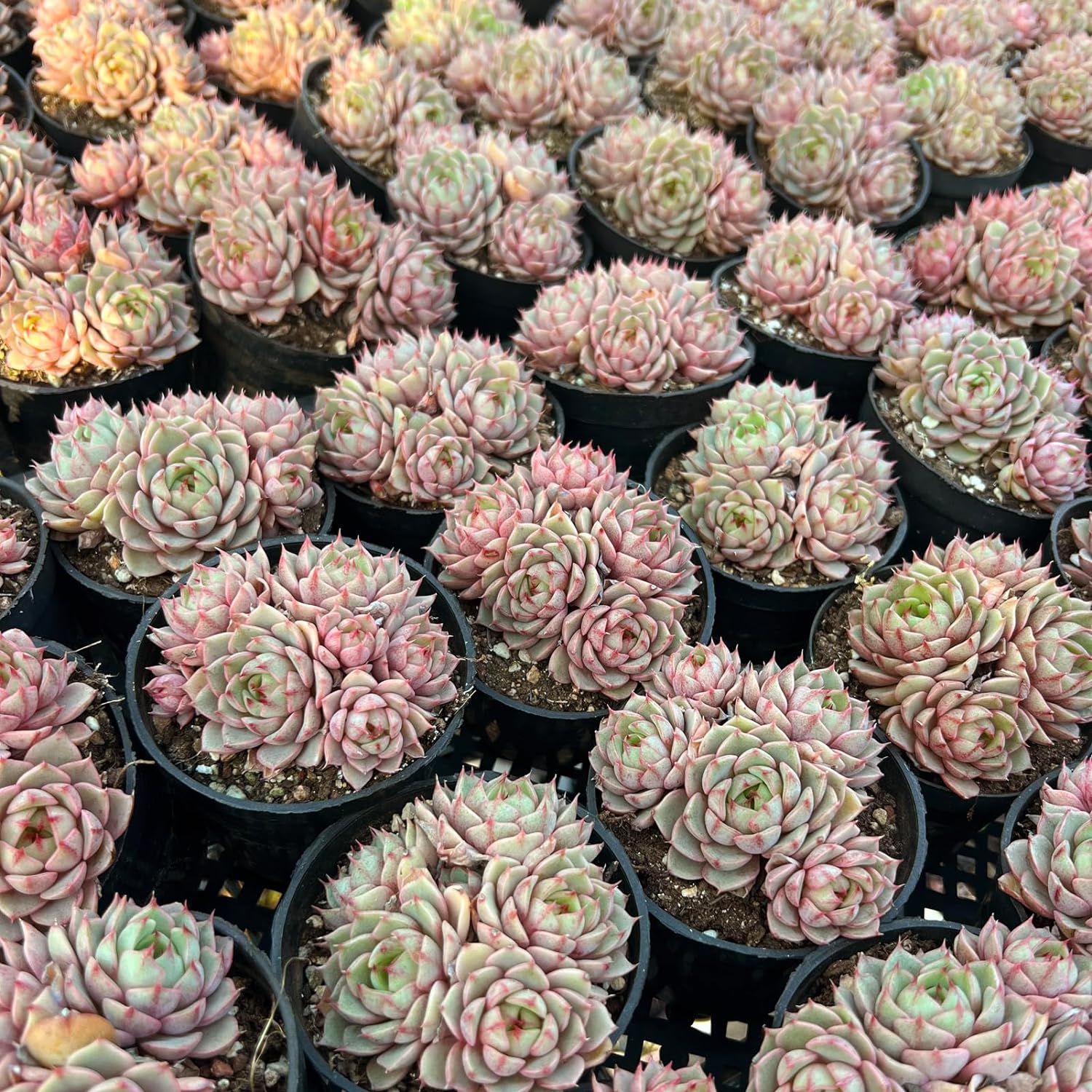 Echeveria Ben Badis Succulent - Futu With . . .