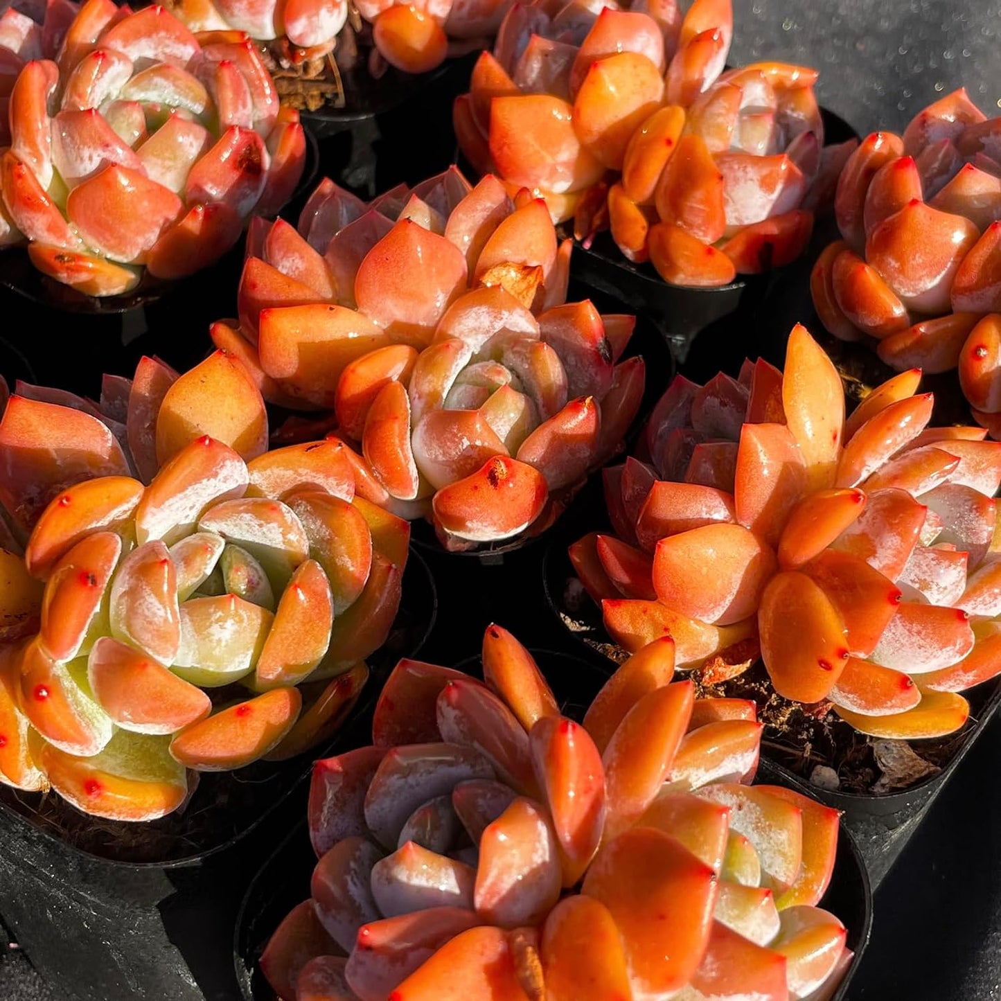 Echeveria Monroe Succulent - Futu With . . .
