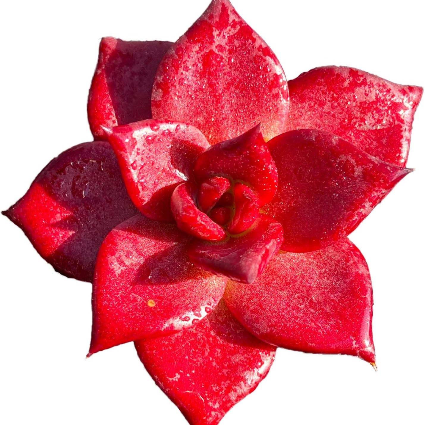 red rubin succulent Echeveria Agavoides v Romeo Rubin Succulent – Futu With . .
