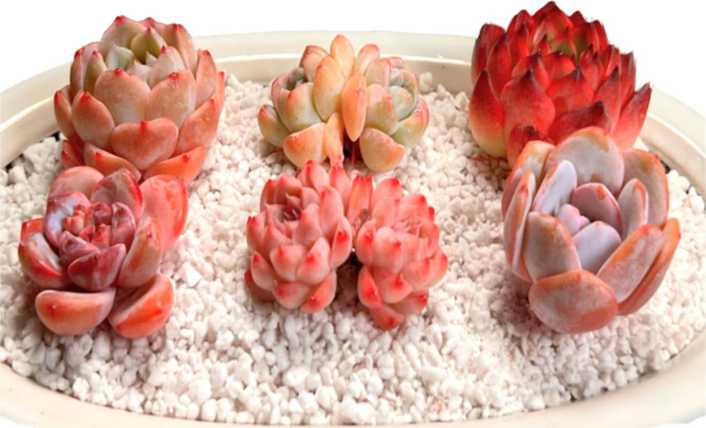 Succulents Plants Live - 6 Pack