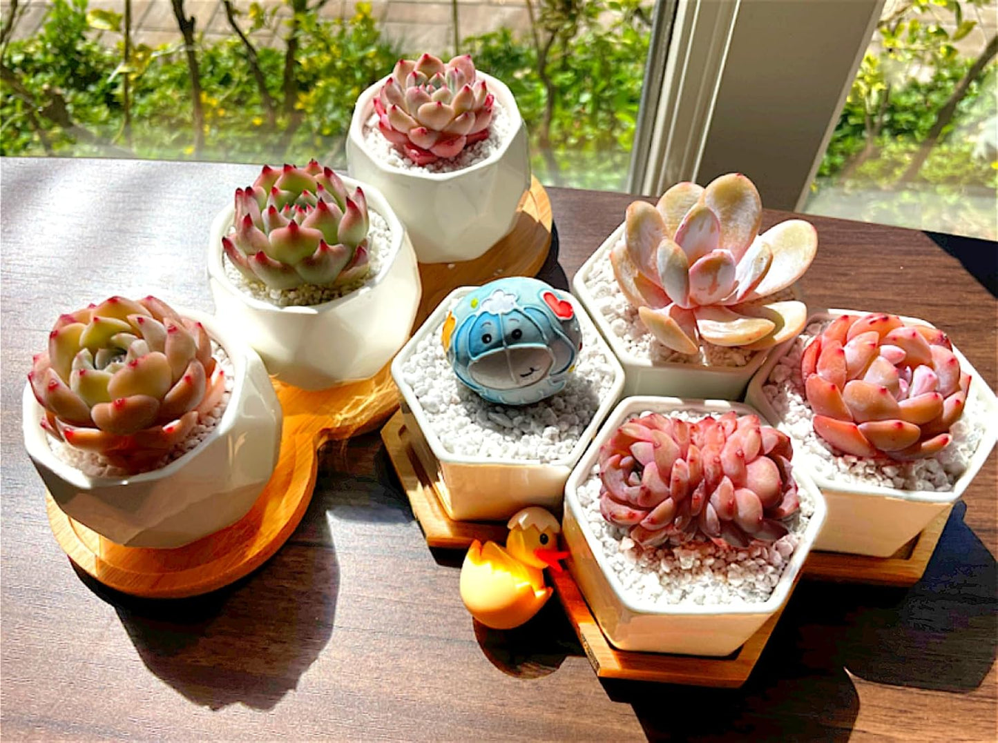 Succulents Plants Live - 6 Pack