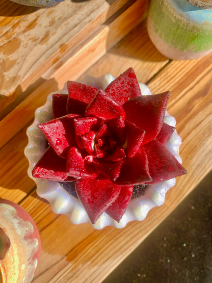 red rubin succulent Echeveria Agavoides v Romeo Rubin Succulent – Futu With . .