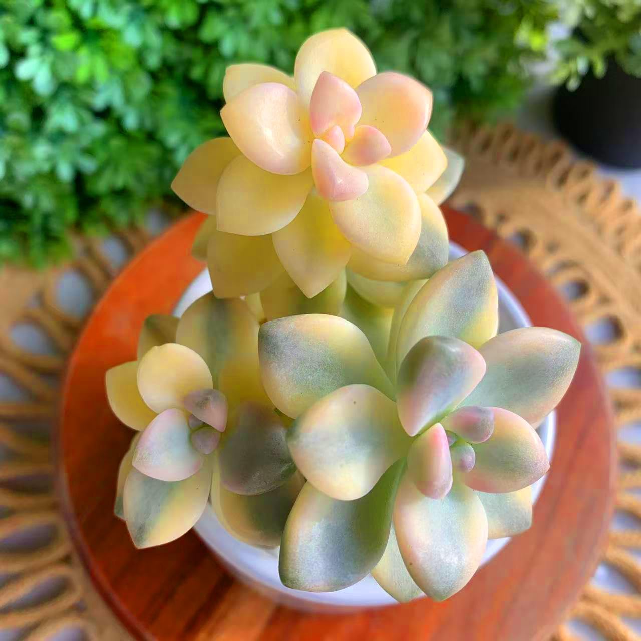 Graptoveria Paraguayense Bernalense Variegated Succulent