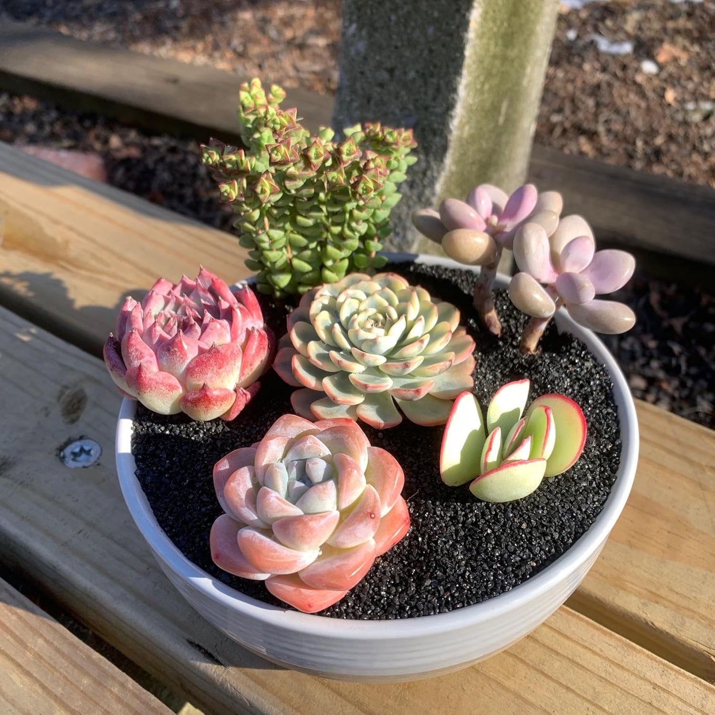 FWPP Succulent Plants Live - 6 Pack