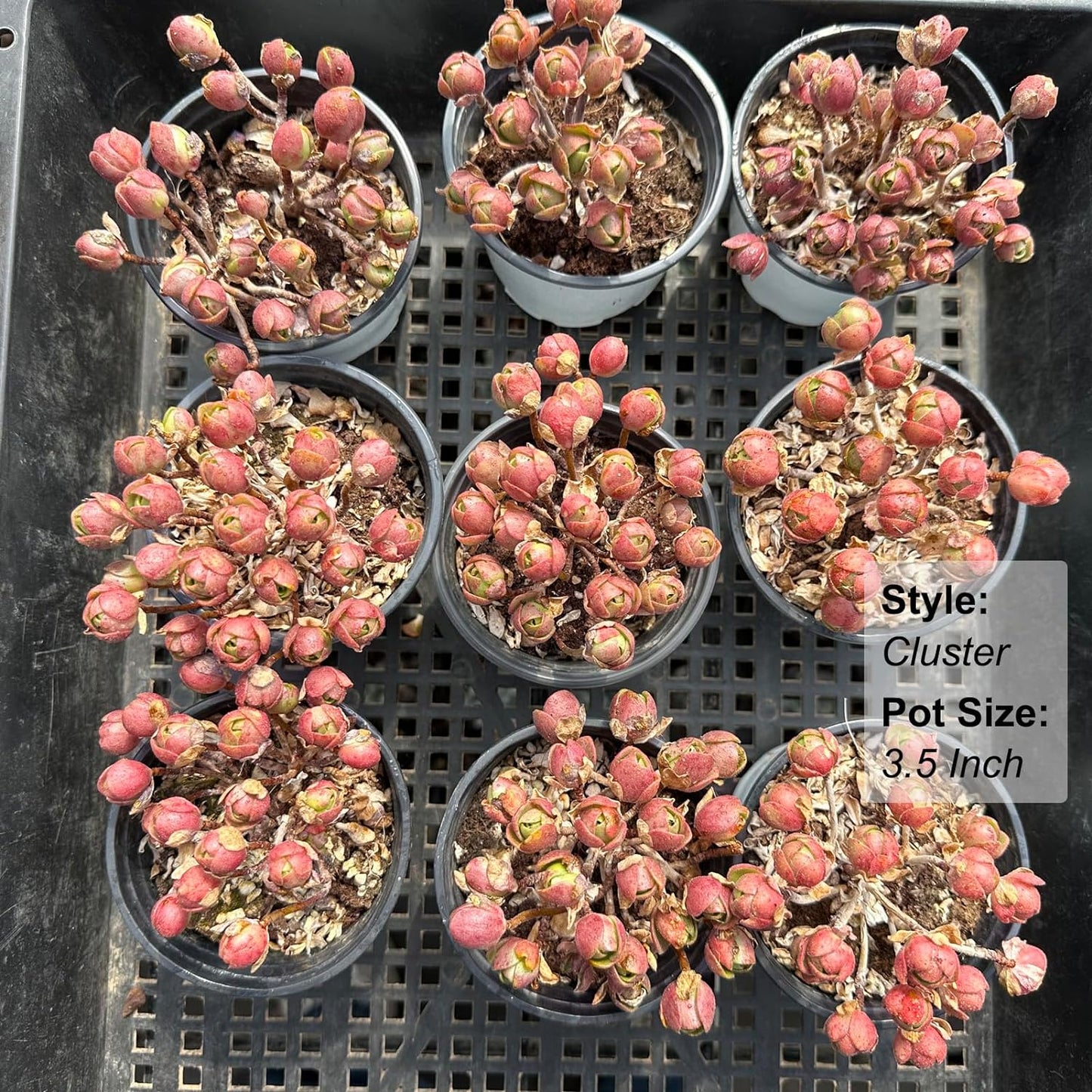 Aeonium saundersii Pinheads Rare Live Succulent Plants, Pink Cluster 3.5" Live Plant, Package Without Pot Soil, Garden Indoor Office Desk Wedding Party Baby Shower Decoration, Friend Plant Lovers Gift