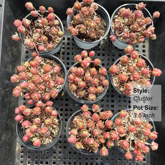 Aeonium Saundersii Pinheads Succulent - Futu With . . .