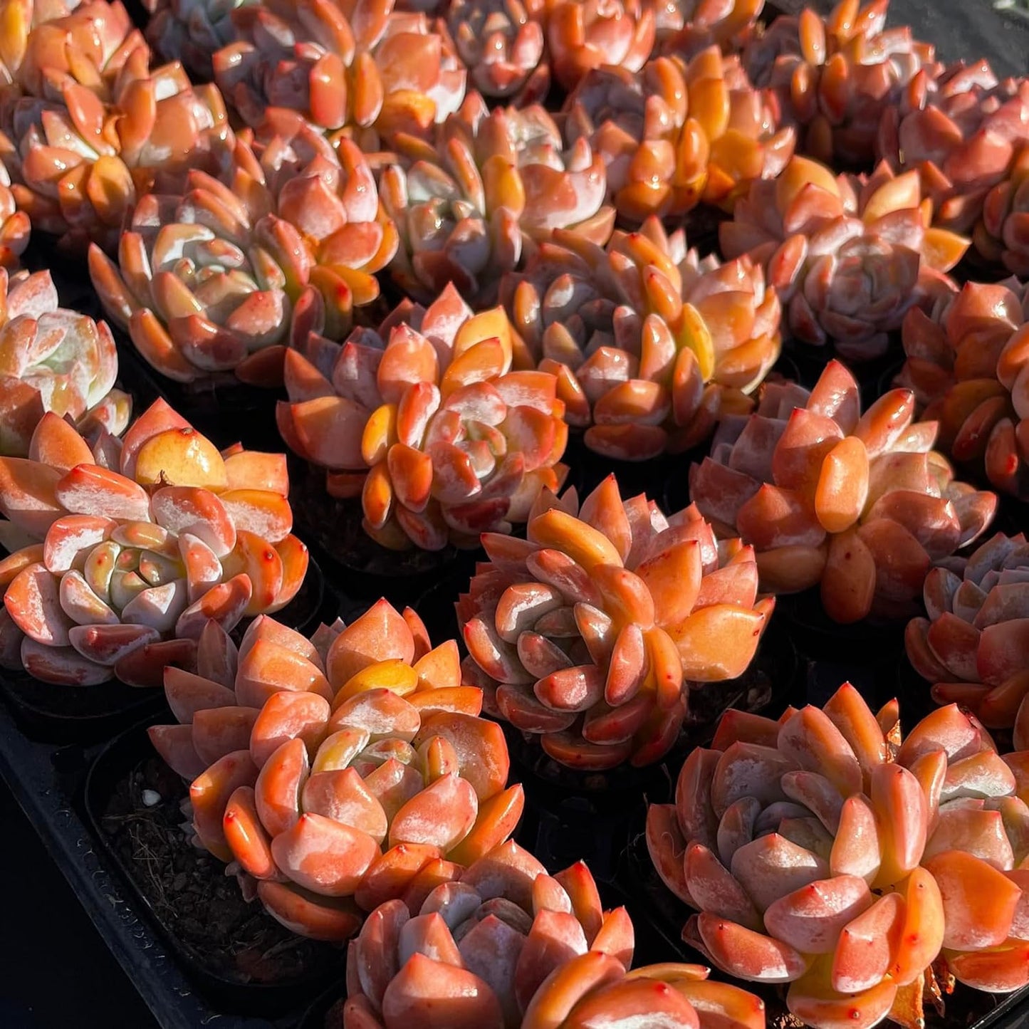 Echeveria Monroe Rare Live Succulent Plants, Pink 2 Heads 2.5" Live Plant, Package Without Pot Soil, Garden Indoor Office Desk, Wedding Party Baby Shower Decoration, Friend Plant Lovers Gifts