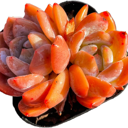 Echeveria Monroe Succulent - Futu With . . .