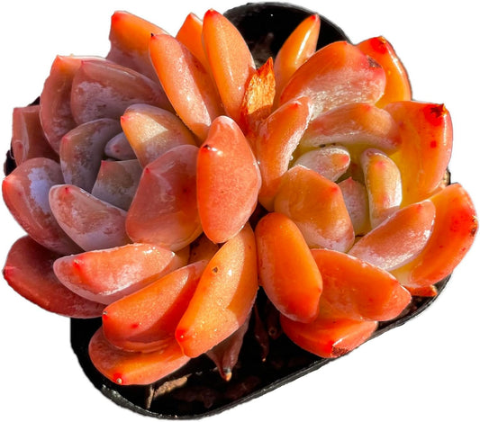 Echeveria Monroe Rare Live Succulent Plants, Pink 2 Heads 2.5" Live Plant, Package Without Pot Soil, Garden Indoor Office Desk, Wedding Party Baby Shower Decoration, Friend Plant Lovers Gifts