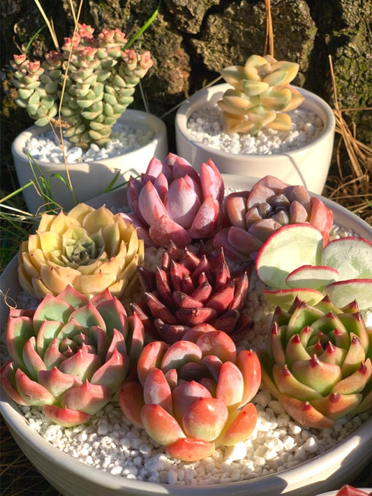 FWPP Succulent Plants Live - 12 Pack