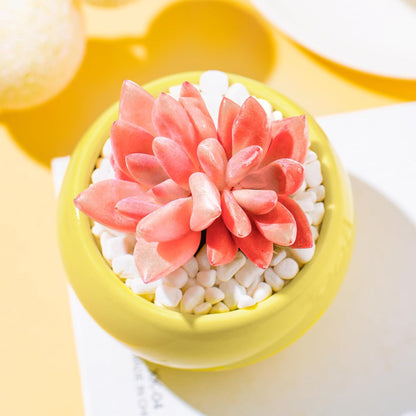 Graptoveria Ruby Donna Succulent