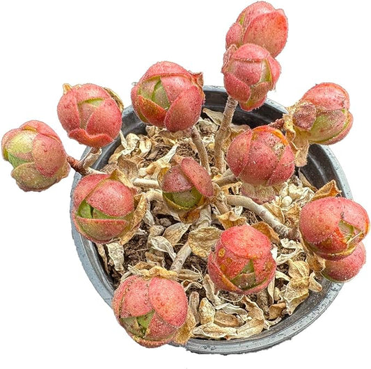 Aeonium saundersii Pinheads Rare Live Succulent Plants, Pink Cluster 3.5" Live Plant, Package Without Pot Soil, Garden Indoor Office Desk Wedding Party Baby Shower Decoration, Friend Plant Lovers Gift