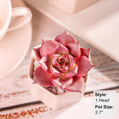 Echeveria Agavoides Romeo Succulent - Futu With . . .