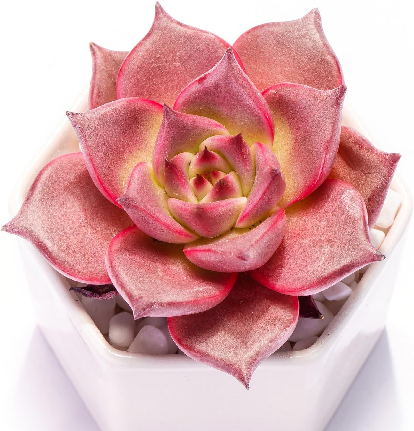 Echeveria Agavoides Romeo Rare Live Succulent Plants, Red 1 Head 2.7" Live Plant, Package Without Pot Soil, Garden Indoor Office Desk, Wedding Party Baby Shower Decoration, Friend Plant Lovers Gifts