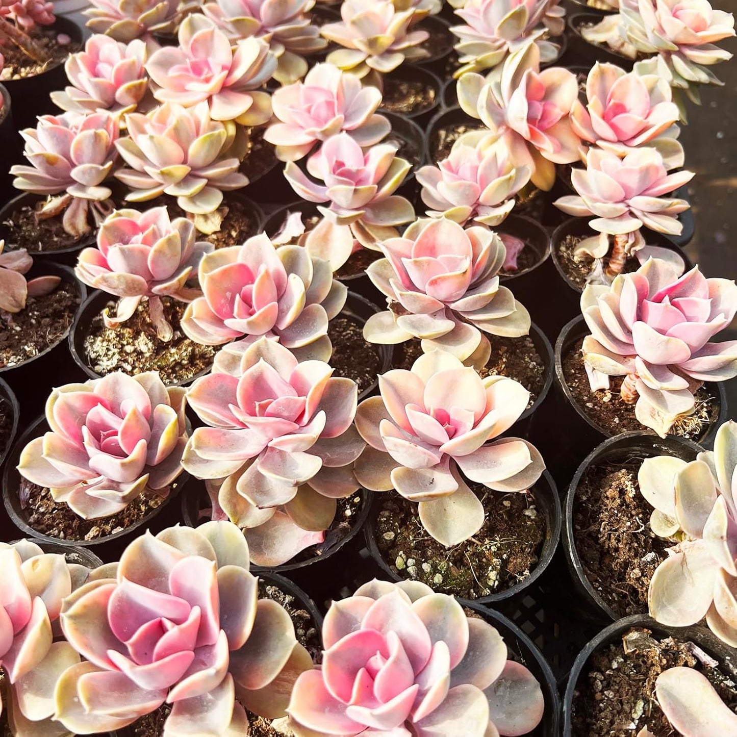 Echeveria Rainbow Variegated Succulent