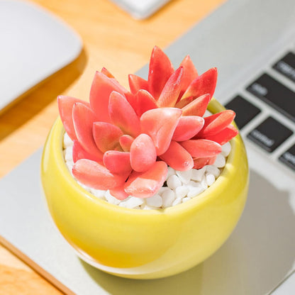 Graptoveria Ruby Donna Succulent