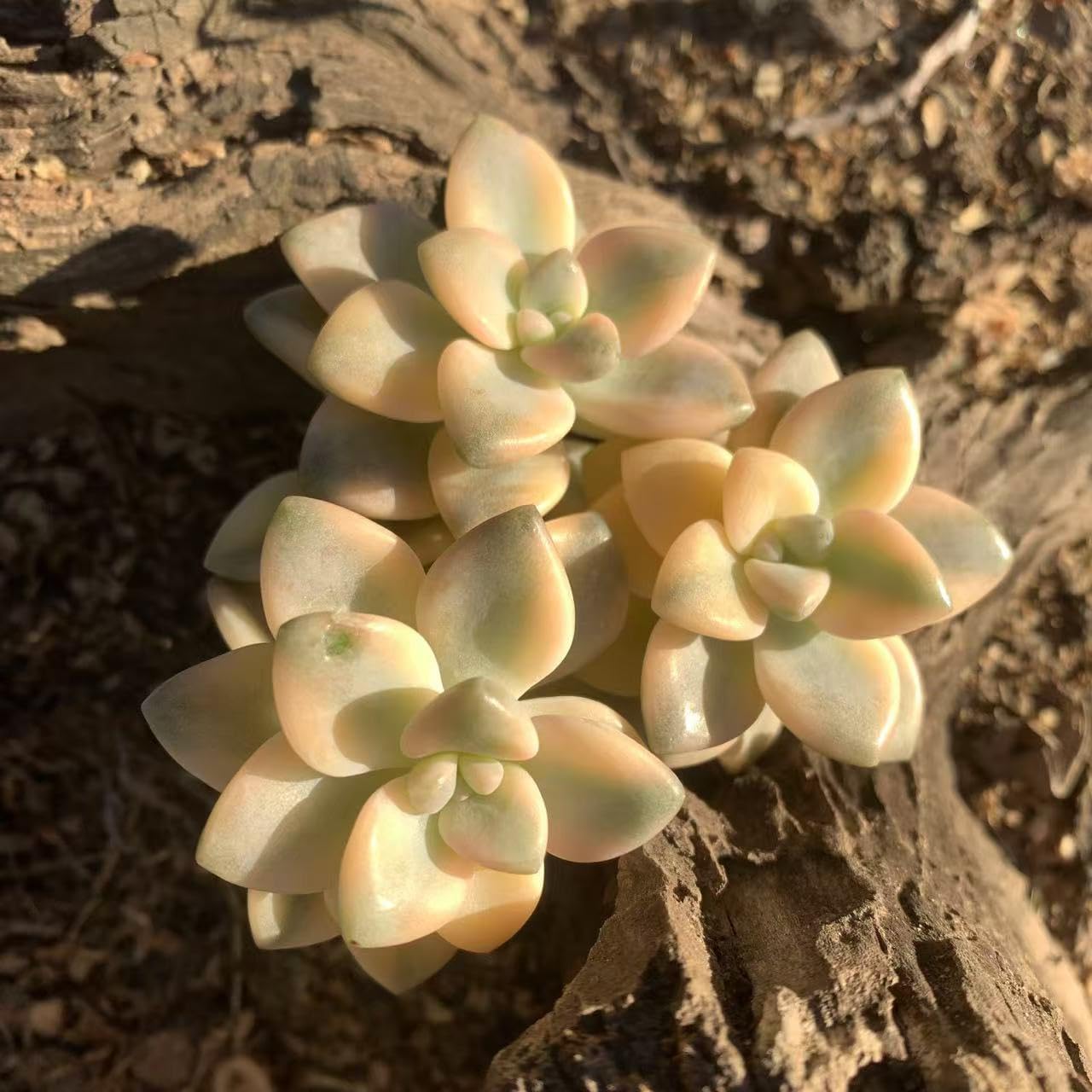 Graptoveria Paraguayense Bernalense Variegated Succulent