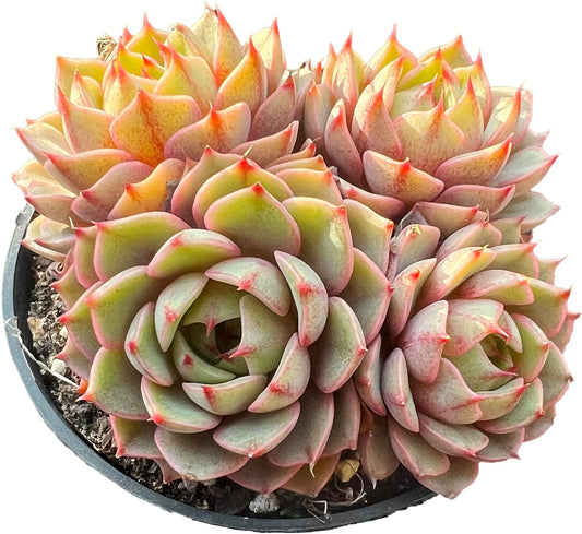 Echeveria Ben Badis Rare Live Succulent Plants, Orange 4-5 Heads 3.5" Live Plant, Package Without Pot & Soil, Garden Indoor Office Desk, Wedding Party Baby Shower Decoration, Friend Plant Lovers Gifts