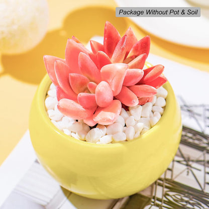 Graptoveria Ruby Donna Succulent