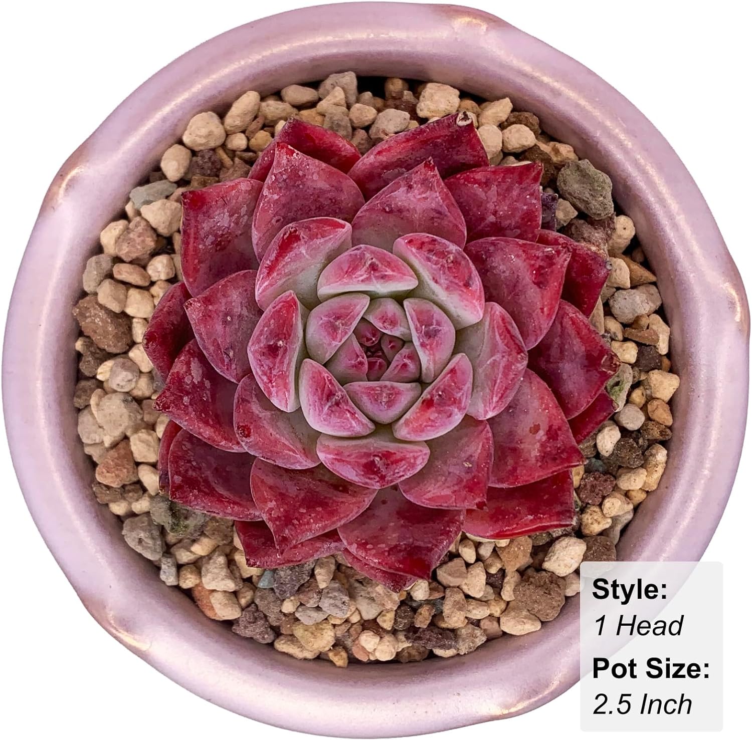 Echeveria Colorata Rare Live Succulent Plants, Red 2.5" Live Plant, Package Without Pot Soil, Garden Indoor Office Desk, Wedding Party Baby Shower Decoration, Friend Plant Lovers Gifts