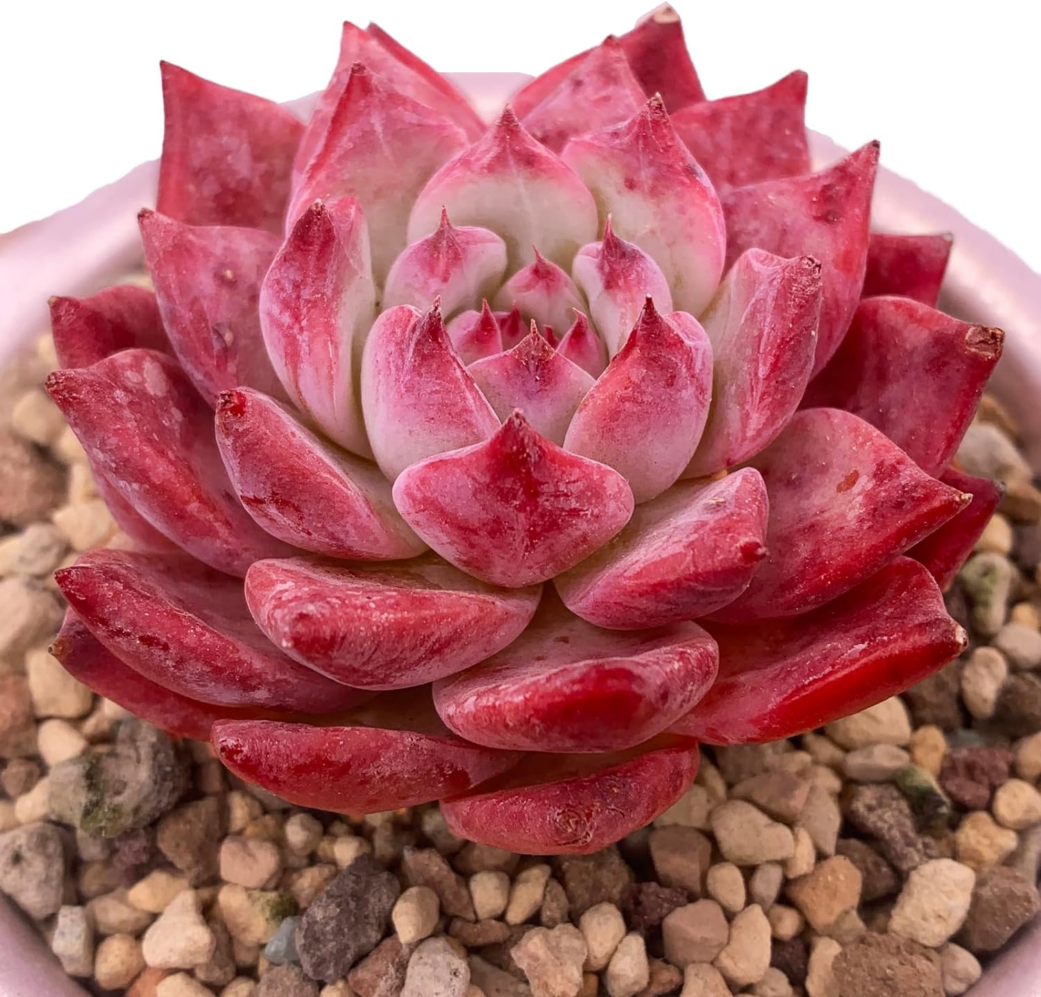 Echeveria Colorata Rare Live Succulent Plants, Red 2.5" Live Plant, Package Without Pot Soil, Garden Indoor Office Desk, Wedding Party Baby Shower Decoration, Friend Plant Lovers Gifts