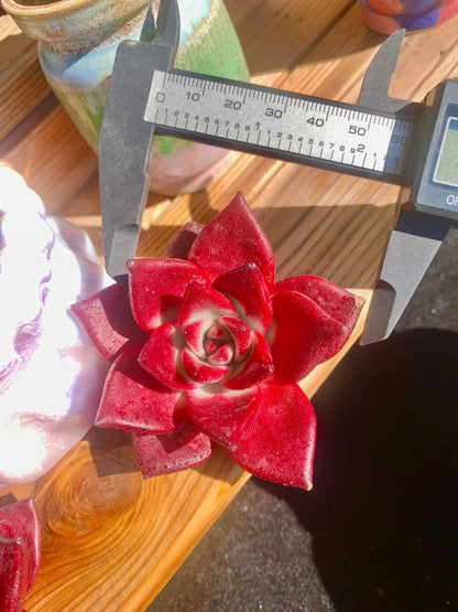 red rubin succulent Echeveria Agavoides v Romeo Rubin Succulent – Futu With . .