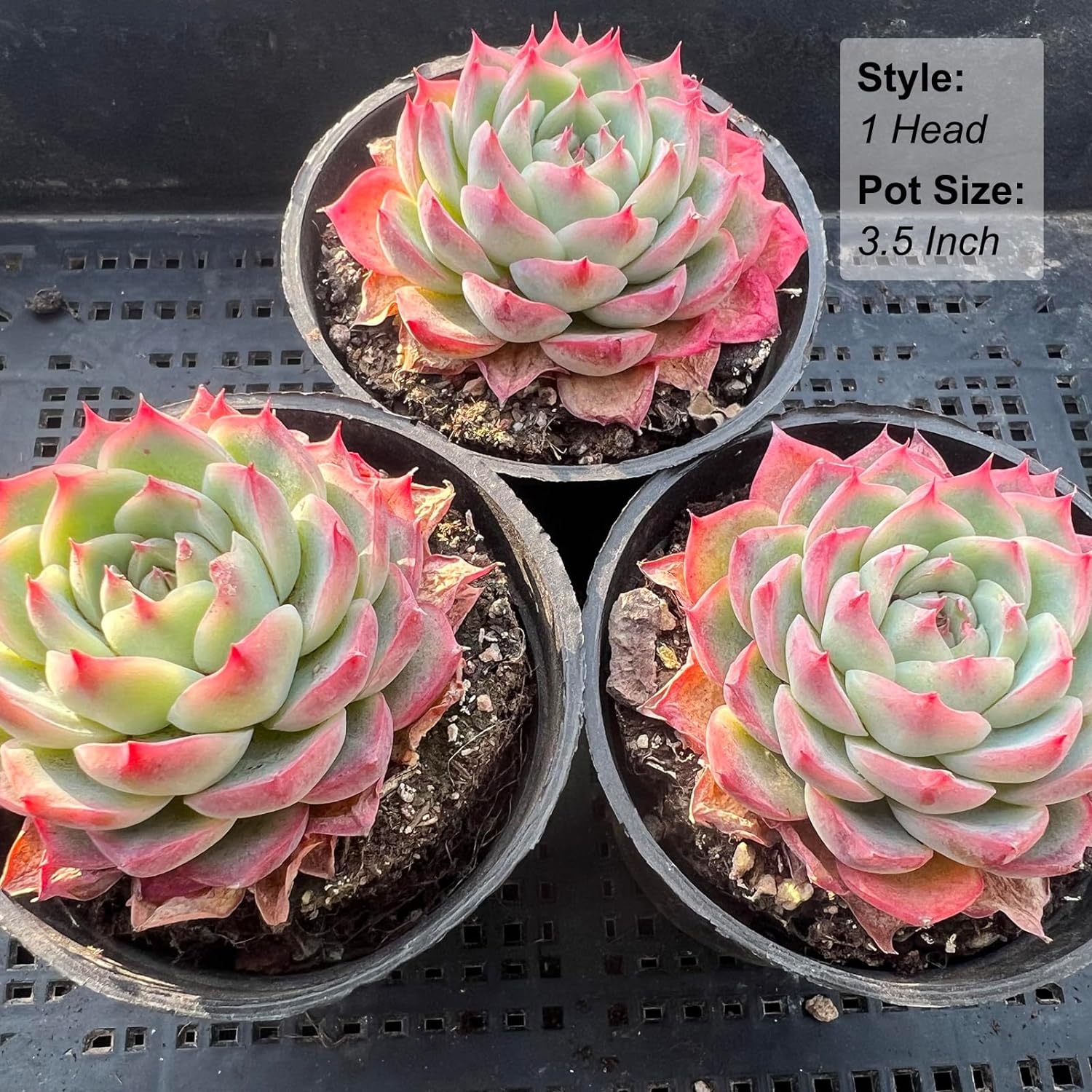 Echeveria Crystal Rose Rare Live Succulent Plants, Mini Pink 1 Head 2" Live Plant, Package Without Pot & Soil, Garden Indoor Office Desk Wedding Party Baby Shower Decoration, Friend Plant Lovers Gifts