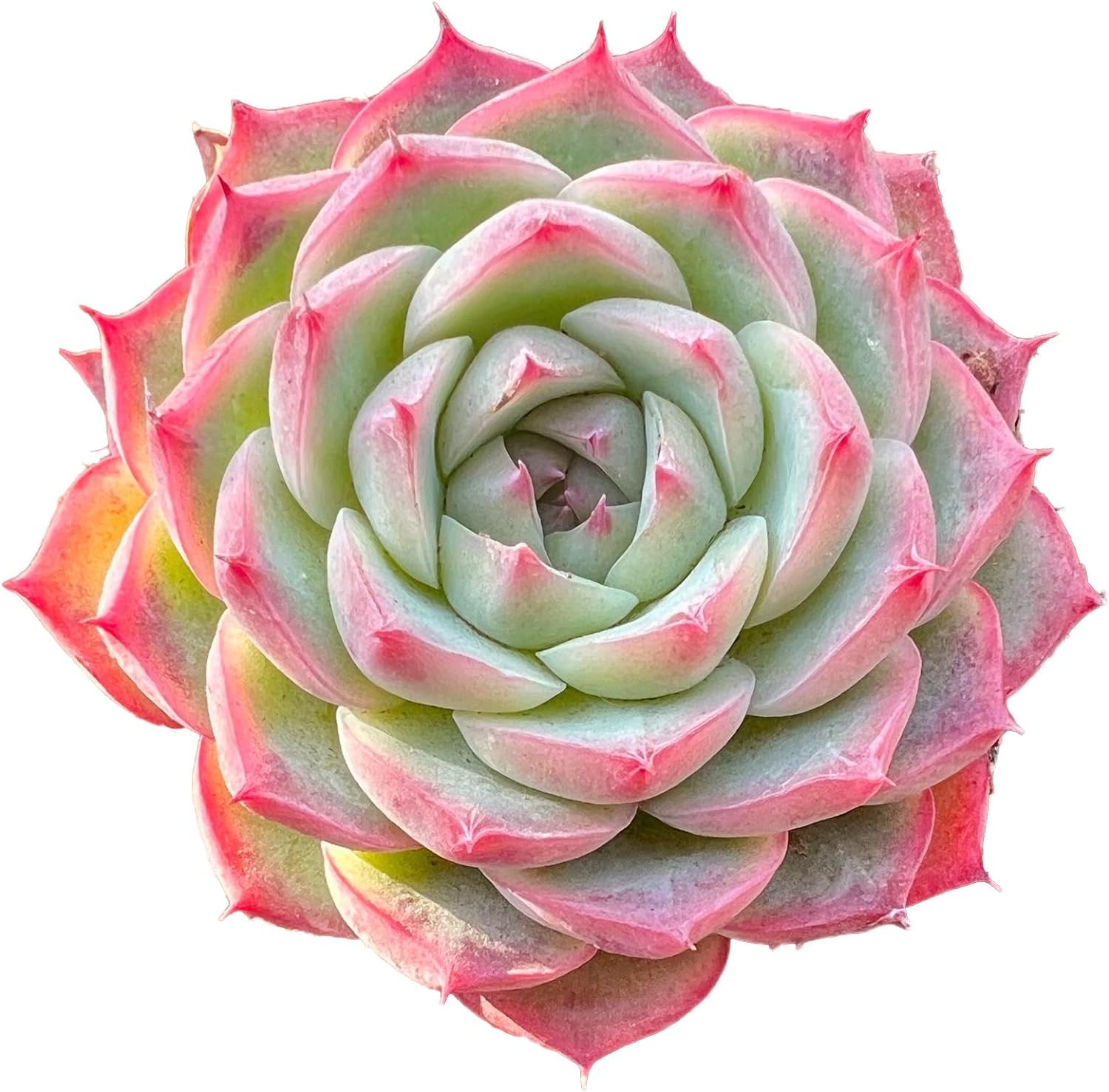 Echeveria Crystal Rose Rare Live Succulent Plants, Mini Pink 1 Head 2" Live Plant, Package Without Pot & Soil, Garden Indoor Office Desk Wedding Party Baby Shower Decoration, Friend Plant Lovers Gifts