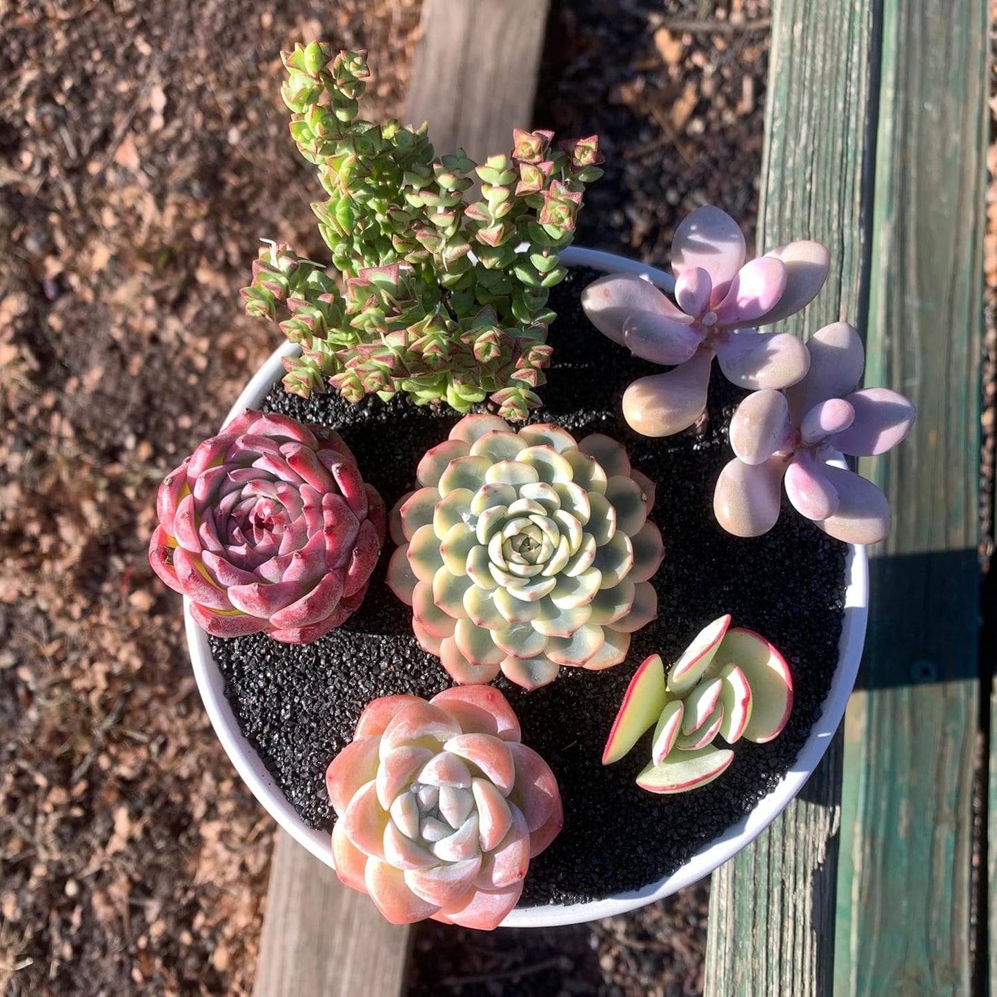 FWPP Succulent Plants Live - 6 Pack