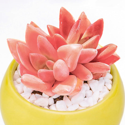 Graptoveria Ruby Donna Succulent