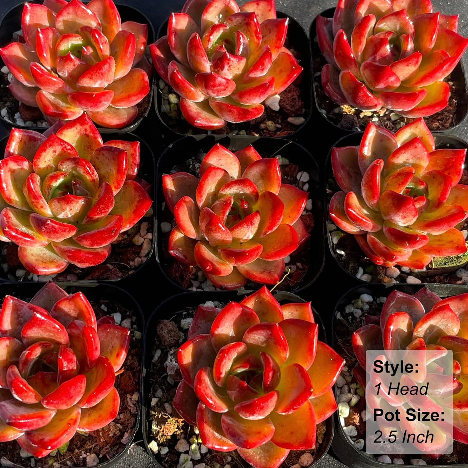 Echeveria Daredevil Rare Live Succulent Plants, Red 1 Head 2.5" Live Plant, Package Without Pot Soil, Garden Indoor Office Desk, Wedding Party Baby Shower Decoration, Friend Plant Lovers Gifts