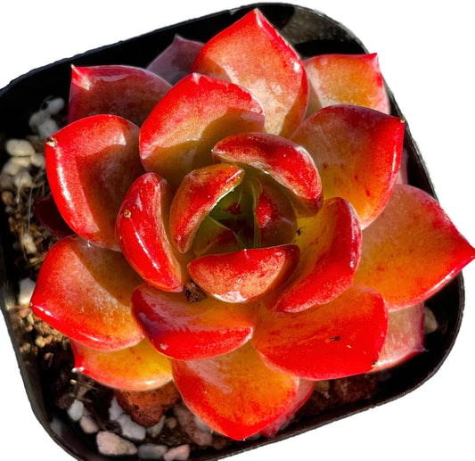 Echeveria Daredevil Rare Live Succulent Plants, Red 1 Head 2.5" Live Plant, Package Without Pot Soil, Garden Indoor Office Desk, Wedding Party Baby Shower Decoration, Friend Plant Lovers Gifts