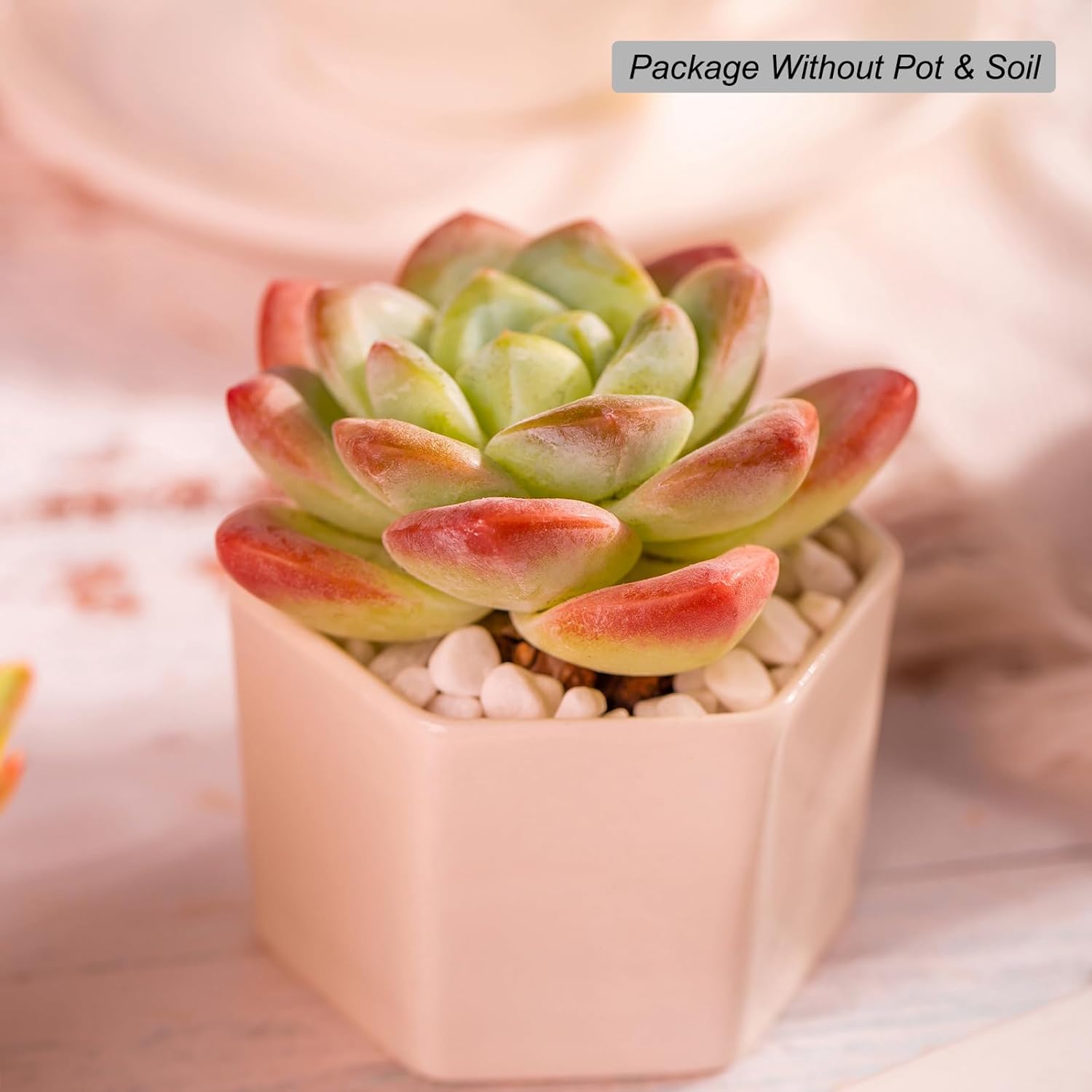 Echeveria Ice Green Rare Live Succulent Plants, Pink 1 Head 3.5" Live Plant, Package Without Pot & Soil, Placement on Garden Indoor Office Desk, Party Baby Shower Decoration, Friend Plant Lovers Gifts