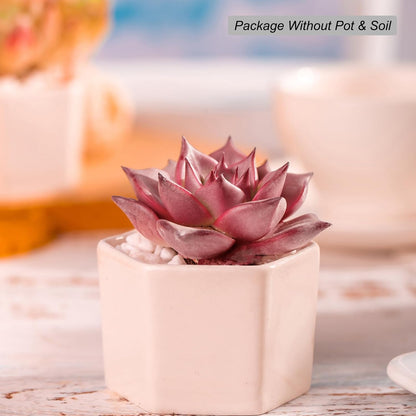 Echeveria Agavoides Romeo Succulent - Futu With . . .