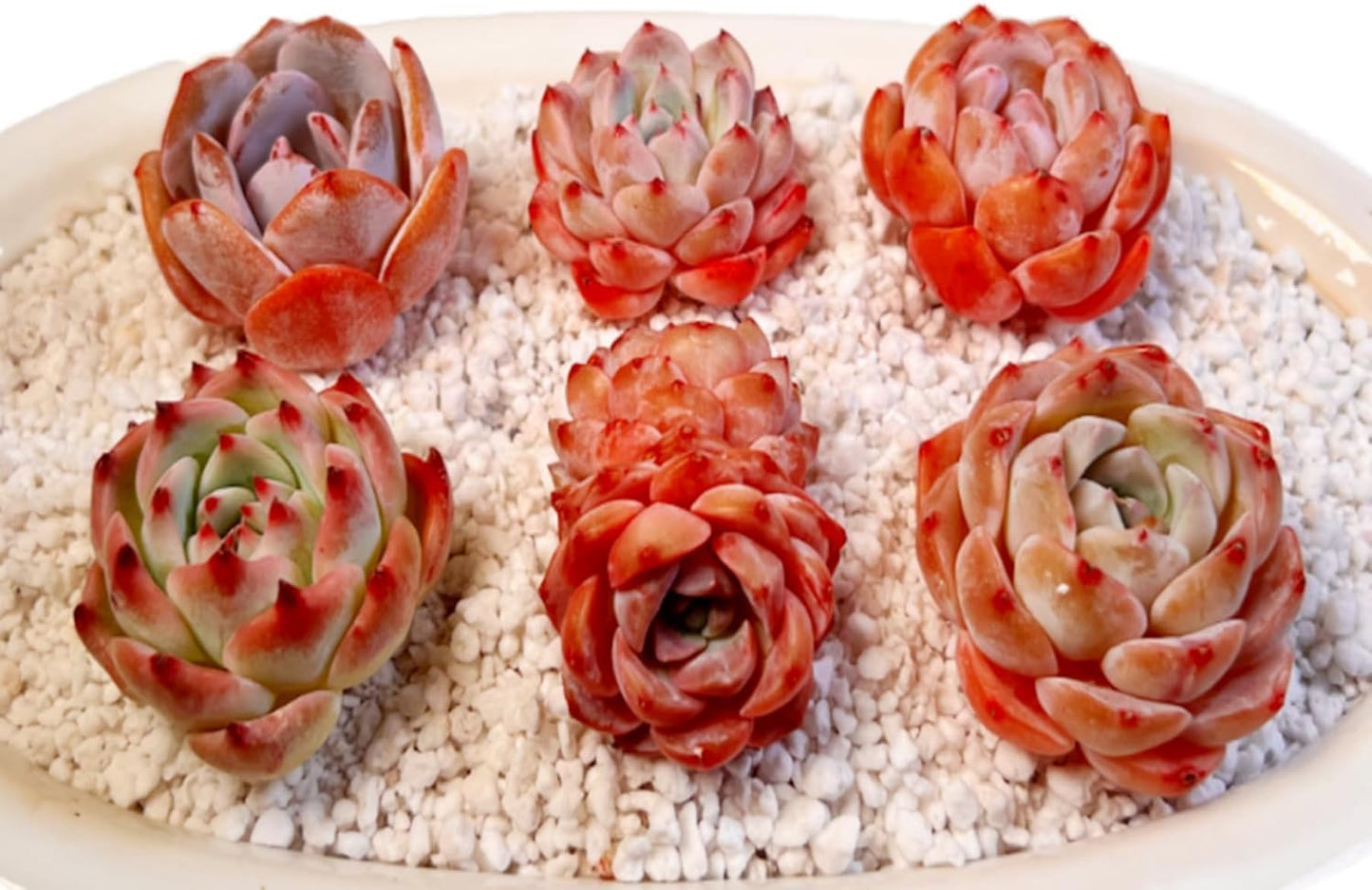 Succulents Plants Live - 6 Pack