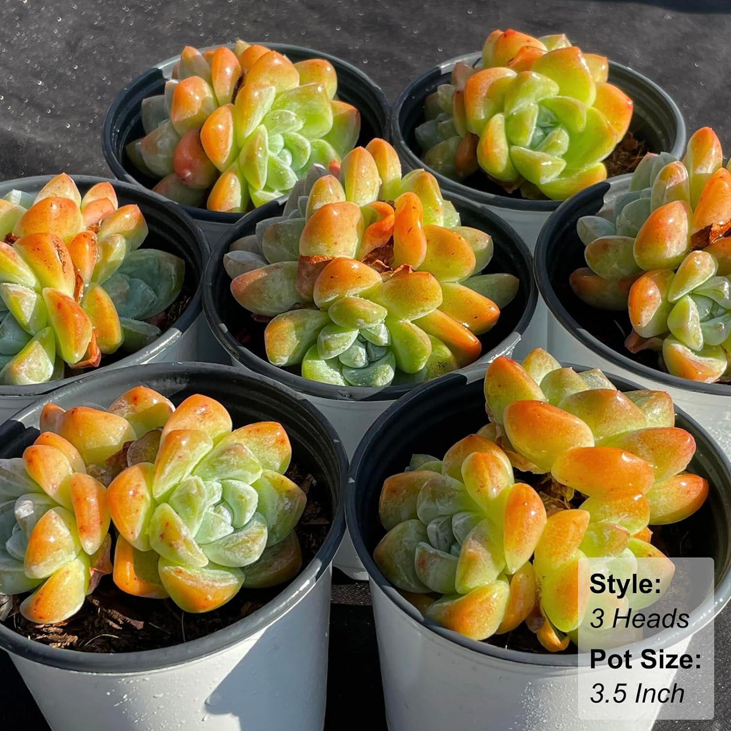 3 inch succulents Echeveria Ice Green Succulent – Futu With . .