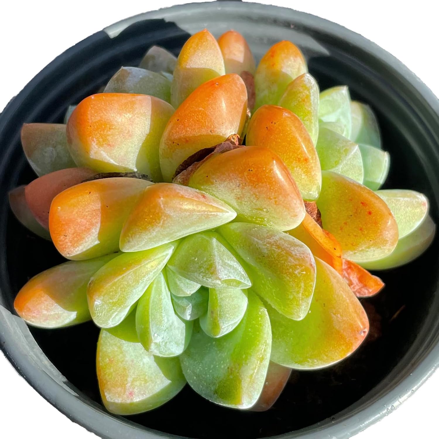 Echeveria Ice Green Rare Live Succulent Plants, Pink 3 Heads 3.5" Live Plant, Package Without Pot Soil, Garden Indoor Office Desk, Wedding Party Baby Shower Decoration, Friend Plant Lovers Gifts