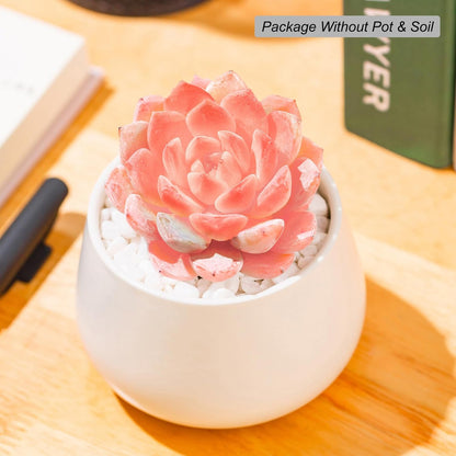 Echeveria Little Beauty Succulent - Futu With . . .