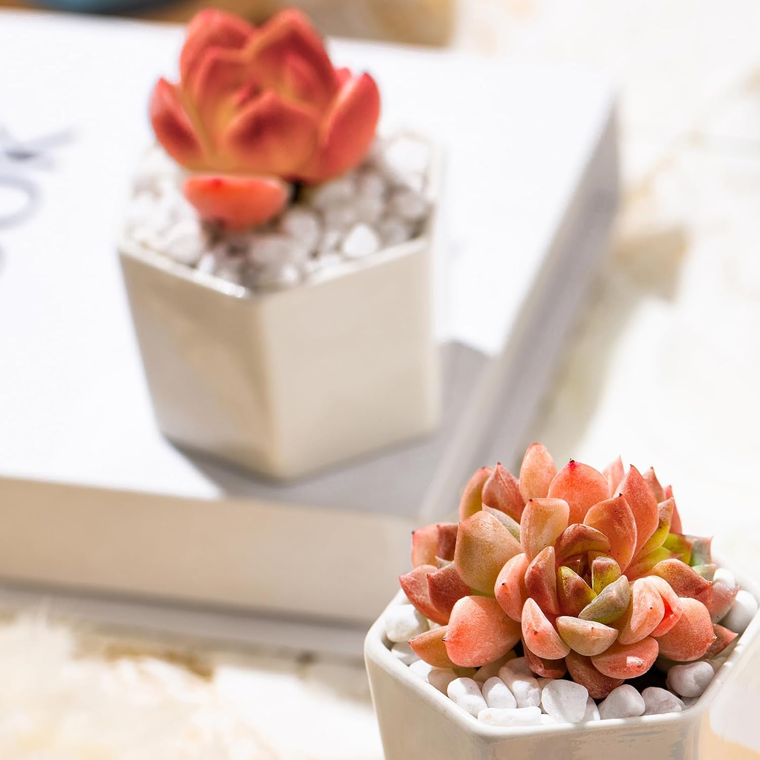 Echeveria Little Beauty Rare Live Succulent Plants, Mini Pink Cluster 2" Live Plant, Package Without Pot Soil, Garden Indoor Office Desk Wedding Party Baby Shower Decoration, Friend Plant Lovers Gifts