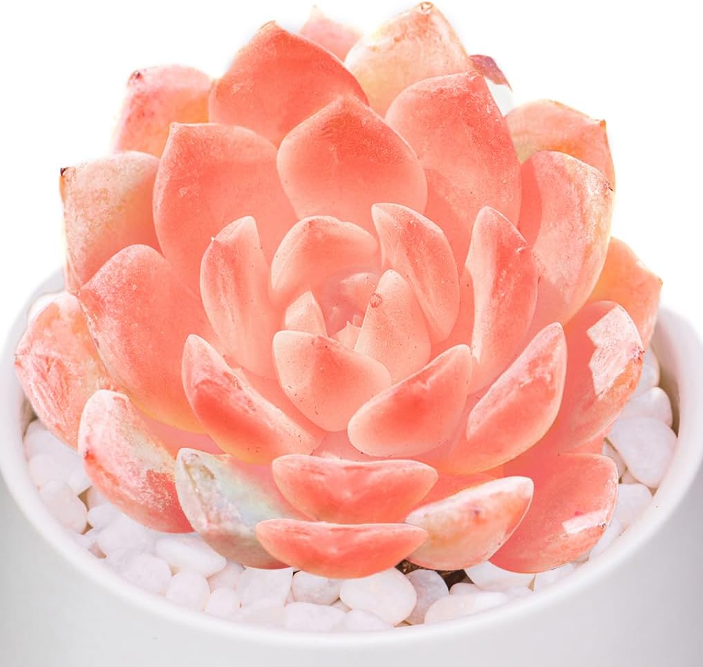 Echeveria Little Beauty Rare Live Succulent Plants, Mini Pink 1 Head 2" Live Plant, Package Without Pot Soil, Garden Indoor Office Desk, Wedding Party Baby Shower Decoration, Friend Plant Lovers Gifts