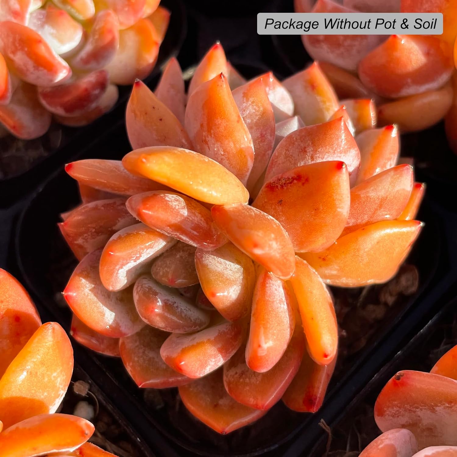 orange monroe succulent Echeveria Monroe Succulent – Futu With . .