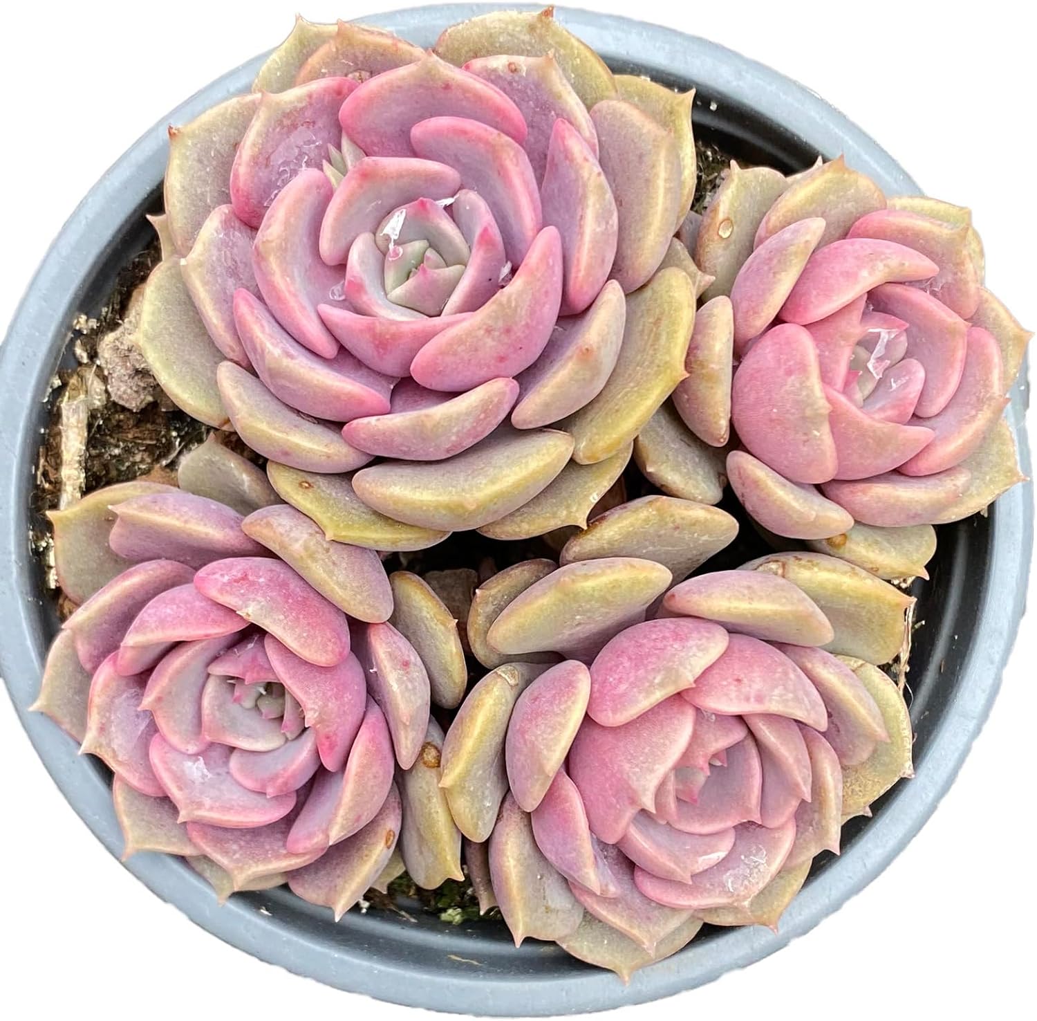 Echeveria Pink Butterfly Rare Live Succulent Plants, Pink Cluster 4.7" Live Plant, Package Without Pot Soil, Garden Indoor Office Desk, Wedding Party Baby Shower Decoration, Friend Plant Lovers Gifts