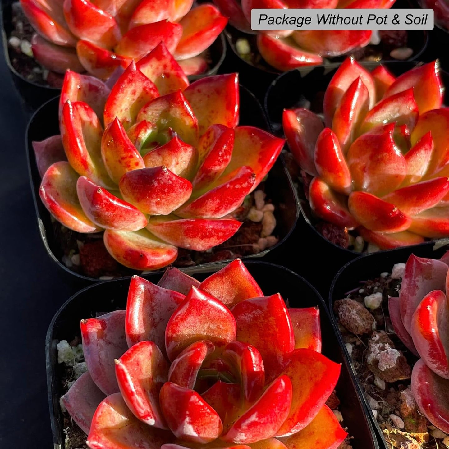 Echeveria Daredevil Rare Live Succulent Plants, Red 1 Head 2.5" Live Plant, Package Without Pot Soil, Garden Indoor Office Desk, Wedding Party Baby Shower Decoration, Friend Plant Lovers Gifts