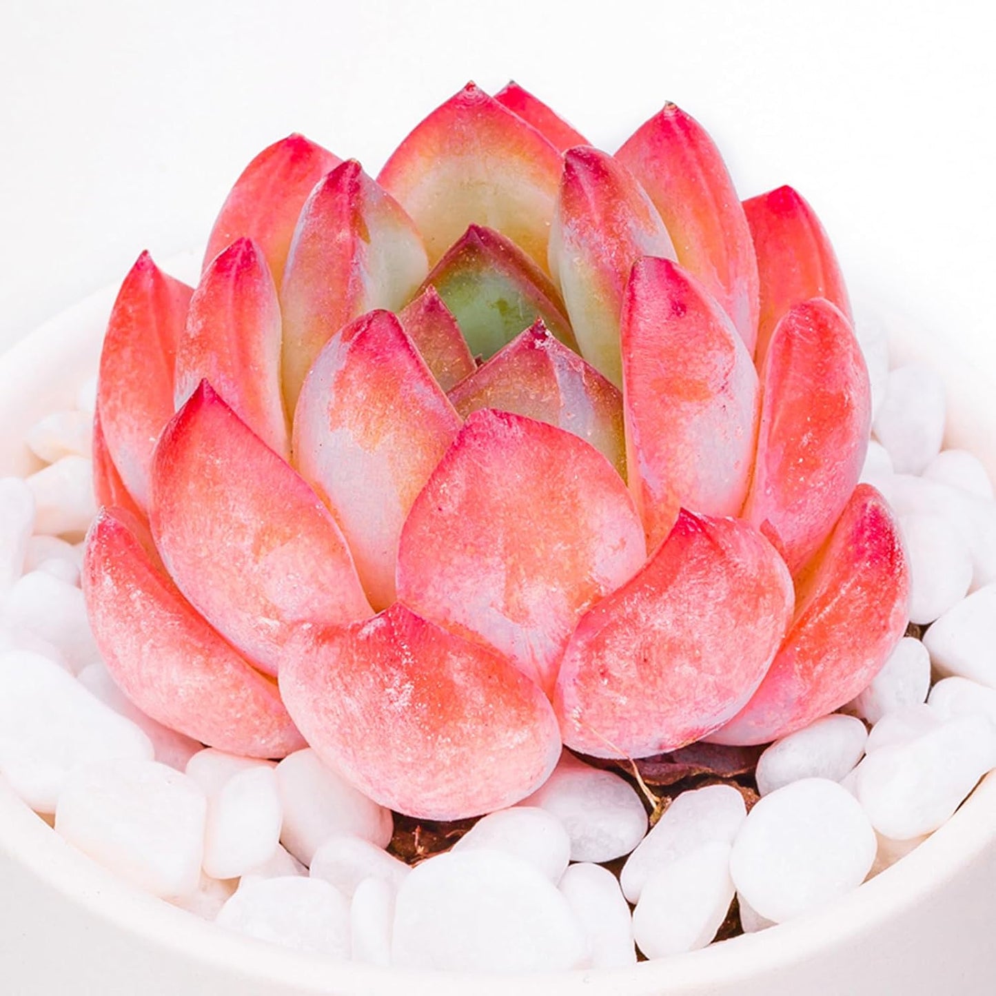 Echeveria Strawberry Almond Succulent