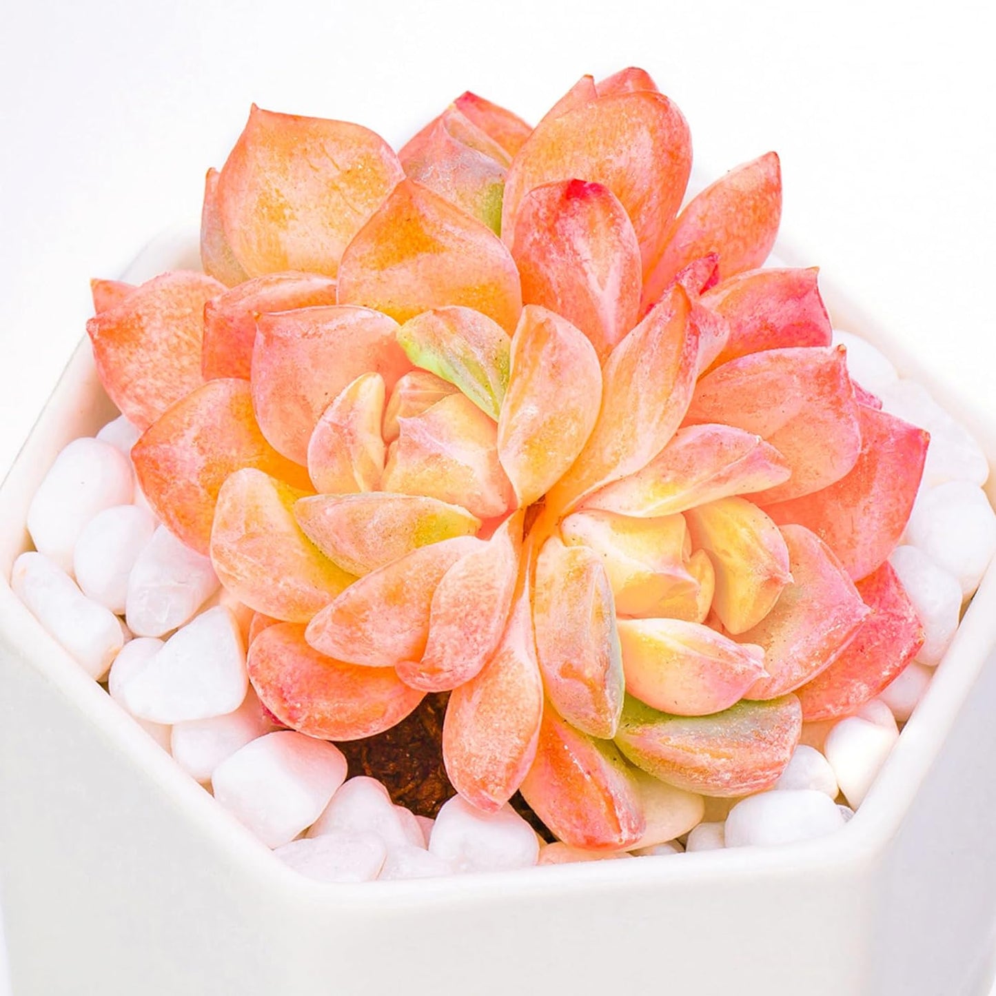 Echeveria Little Beauty Rare Live Succulent Plants, Mini Pink Cluster 2" Live Plant, Package Without Pot Soil, Garden Indoor Office Desk Wedding Party Baby Shower Decoration, Friend Plant Lovers Gifts