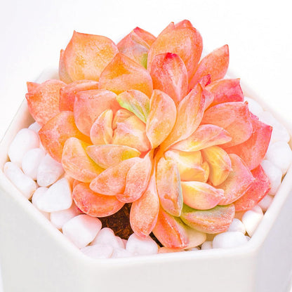 Echeveria Little Beauty Succulent - Futu With . . .